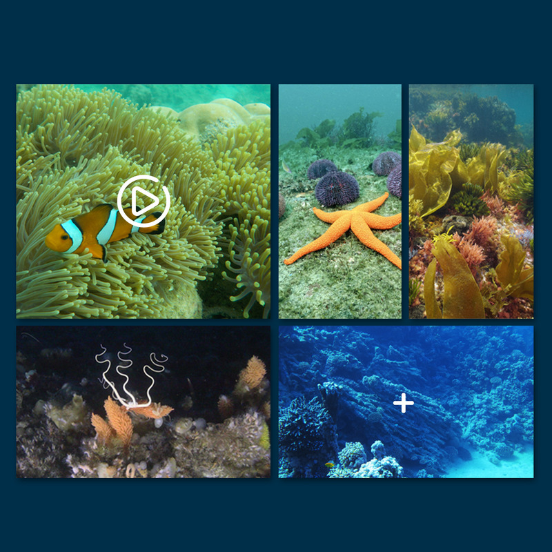 Mini Wifi Rc Underwater Camera - Rc Hobby Photos reseña y precio